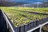 14 (Pack 3) Yaucono, Cafe Crema, and Cafe Rico Ground Coffee from Puerto Rico Variety, Ounce