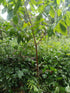 100% 8oz Jungle Cat Cacao Belizean Cacao Nibs | Organic | Superfood | Strong Dark Chocolate Flavor | Antioxidants