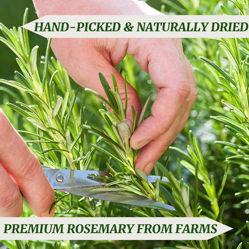 25-30 2.3oz 7-8" PCS Naturally Dried Whole Rosemary Sprigs, Rosemary Sprigs Spices, Rosemary Stems for Cooking, Baking