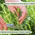 25-30 2.3oz 7-8" PCS Naturally Dried Whole Rosemary Sprigs, Rosemary Sprigs Spices, Rosemary Stems for Cooking, Baking