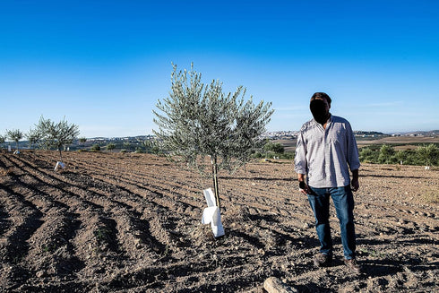 The Olive Trading Co. 2024/25! 500ml (16.9 OZ) Regios Extra Virgin Olive Oil, Picual, Early Harvest Award Winning