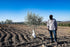 The Olive Trading Co. 2024/25! 500ml (16.9 OZ) Regios Extra Virgin Olive Oil, Picual, Early Harvest Award Winning