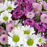 (16 Benchmark Bouquets - Purple Daisies - Fresh Flowers for Delivery - Mothers Day Flowers for Mom - Mothers Day Gifts