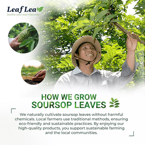 LeafLea Premium Soursop Leaves Tea Bags - 40 Herbal Tea Bags for Natural Digestion Support, No Sugar, No Caffeine