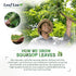 LeafLea Premium Soursop Leaves Tea Bags - 40 Herbal Tea Bags for Natural Digestion Support, No Sugar, No Caffeine