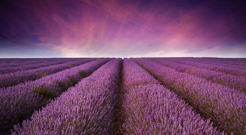 100% 100% Albanian 4oz Organic Lavender Tea | Certified Organic | Food Grade Dried Lavender Flowers | Perfect for Tea