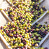 Calivirgin 500 ml Lodi Ascolano Extra Virgin Olive Oil - Premium California Olive Oil - Gourmet Ascolano Olive Oil