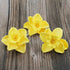 6 Count Global Sugar Art Daffodil Sugar Cake Flowers, Yellow, by Chef Alan Tetreault