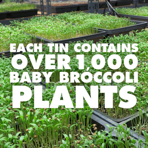 MICROTEA Organic Loose Leaf Functional Teas - Immune Supporting Antioxidant Microgreens for Vitamins, Micronutrients