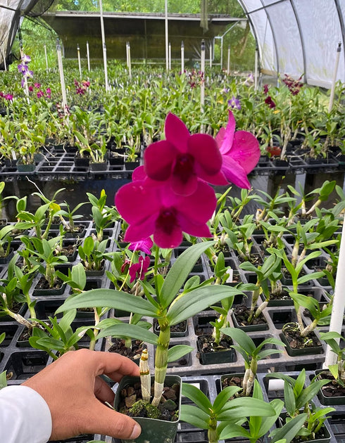 Aloha Hawaii Orchids 3" Dendrobium Ladda Red Pot