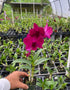 Aloha Hawaii Orchids 3" Dendrobium Ladda Red Pot