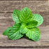 1.5oz 2oz, Pack 1 Rani Fresh Mint (Pudina) Leaves - of ~ All Natural | Vegan | Gluten Friendly | NON-GMO | Product