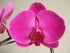 Athena's Garden 5" Vibrant Red Phalaenopsis Orchids in Black Container - Size