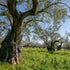 VILLAGE BATCH - AWARD WINNERS - KORONEIKI OLIVE OIL Greek Olive Oil ORGANIC COLD PRESSED OLIVE OIL Extra Virgin Olive