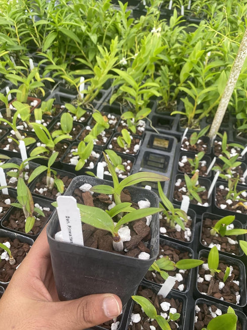 Aloha Hawaii Orchids 4" Dendrobium Pinwattana Comes in Pot