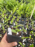 Aloha Hawaii Orchids 4" Dendrobium Pinwattana Comes in Pot