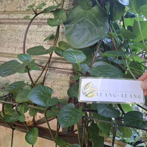 Generic Alba) (30 Daun Gendola (Basella Malabar Spinach Dried Leaves gram)