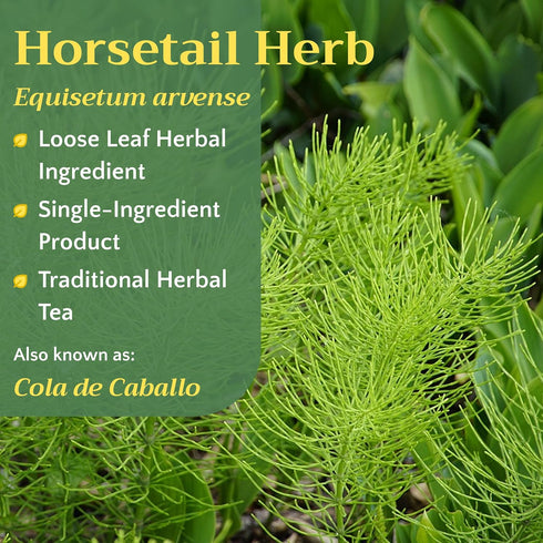 Horsetail Equisetum 8 oz Tea - Cut & Sifted Horse Tail Grass Herb - Cola de Caballo Hierba - Dried Artvense Plant