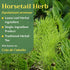 Horsetail Equisetum 8 oz Tea - Cut & Sifted Horse Tail Grass Herb - Cola de Caballo Hierba - Dried Artvense Plant