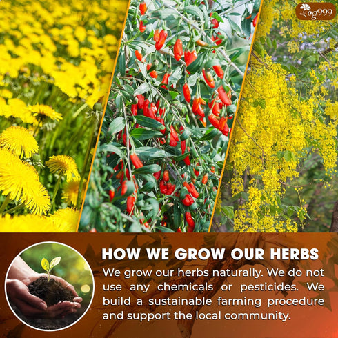 TOG999, 9 Organic Dandelion Wolfberry Tea, Herbal Ingredients, Traditional Recipe Tea for Kidney & Liver, Natural
