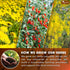 TOG999, 9 Organic Dandelion Wolfberry Tea, Herbal Ingredients, Traditional Recipe Tea for Kidney & Liver, Natural
