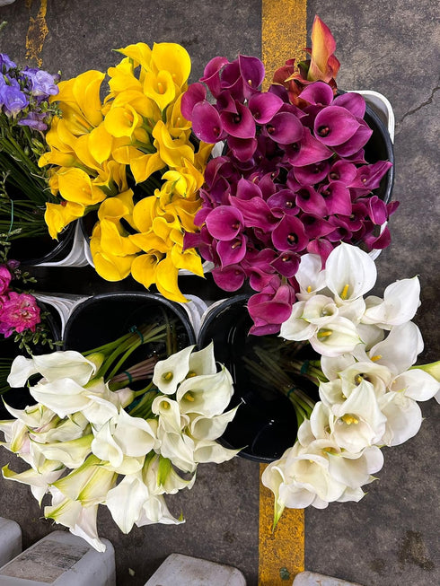 10 Next-day delivery Calla Lilies Fresh Cut Flowers Bouquet Prime Delivery Gifts for Birthday Anniversary Friendship