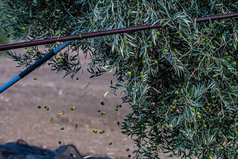 The Olive Trading Co. 2024/25! 500ml (16.9 OZ) Regios Extra Virgin Olive Oil, Picual, Early Harvest Award Winning