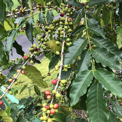 2 lbs, 100% River Moon Coffee, Kona Coffee Whole Bean, Medium Roast, Kona Waves Hawaiian Blend, Sustainably Farmed