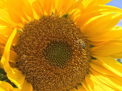Dried Natural Sunflower Sprinkles from Germany, 0.52oz / 15g, Perfect for Salad, Snack, Smoothie Bowl