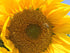 Dried Natural Sunflower Sprinkles from Germany, 0.52oz / 15g, Perfect for Salad, Snack, Smoothie Bowl
