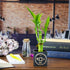 Set 3 6 Inch of Three Stalk Lucky Bamboo Arrangements - Lucky Bamboo Indoor House Plants for Home and Office Decor - NW