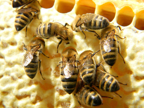 Mein Bienenbrot 250g., 2021 Fresh Organic Bee Bread, Naturally Fermented Pollen, Perga, Harvest