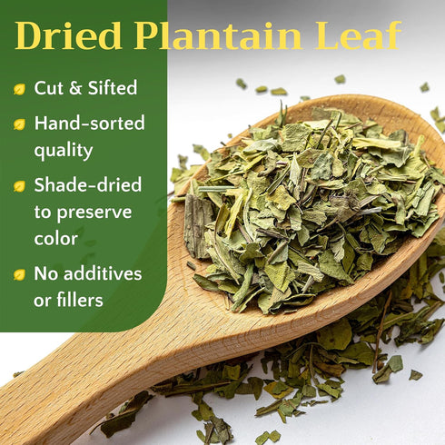 1lb (16oz) Dried Plantain Leaf Herb for Tea - Plantago Major Leaves - Hojas de Llanten Hierba - Cut & Sifted Natural
