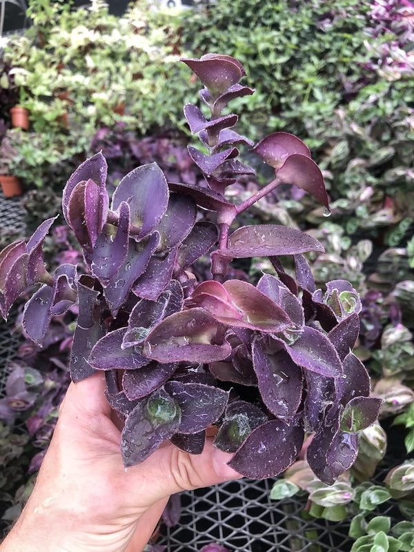 Generic Tradescantia Pale Puma ~ Easy Purple houseplant