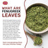 Spicy World Dried Fenugreek Leaves (Kasoori Methi) 3.5oz Box (100g) - All Natural, Vegan, Gluten Friendly, NON-GMO