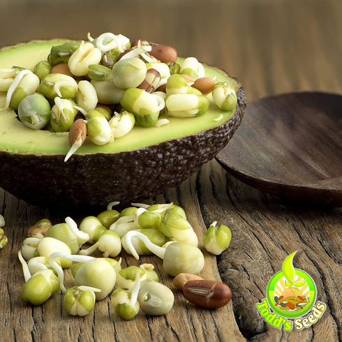 1 lb Todd's Non-GMO Protein Bean Sprouting Seed Mix