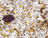 Sweet Stirs Pack 10 Original Flavored American Honey Spoons on Wooden Sticks Gift of (Lavender)