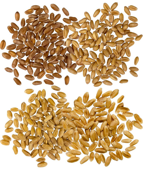 4 LBS (4-1 lb Palouse Brand Certified Glyphosate Residue Free Hard White, Soft White, Red Spring and Winter Wheat