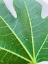 3 oz Kejora Fresh Figs Leaves