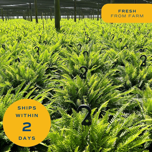 2-3 Costa Farms Kimberly Queen Fern Live Plant in Plastic Pot, Large Indoor & Outdoor Houseplant, Perfect for Home