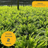 2-3 Costa Farms Kimberly Queen Fern Live Plant in Plastic Pot, Large Indoor & Outdoor Houseplant, Perfect for Home