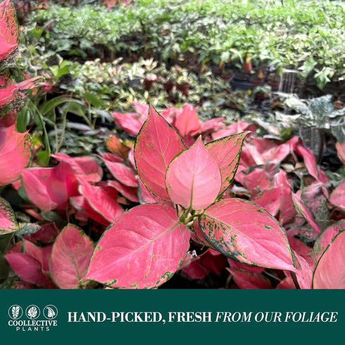 4" CoollectivePlants Aglaonema Katrina | Live Indoor Chinese Evergreen in Pot, Easy Care, Low Maintenance, Green & Pink