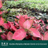 4" CoollectivePlants Aglaonema Katrina | Live Indoor Chinese Evergreen in Pot, Easy Care, Low Maintenance, Green & Pink