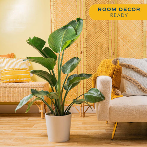 2-3 Costa Farms White Bird of Paradise, Large Live Indoor Plant, Feet Tall Houseplant in Live Plant Pot, Strelitzia