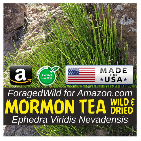 ForagedWild SUBALPINE Mormon Tea Wildcrafted 1/4lb Mormon Tea - Brigham Tea - Ephedra | USA Wildcrafted Dried Subalpine