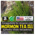 ForagedWild SUBALPINE Mormon Tea Wildcrafted 1/4lb Mormon Tea - Brigham Tea - Ephedra | USA Wildcrafted Dried Subalpine