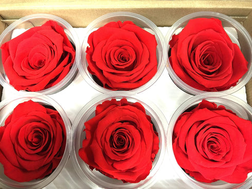 import Freeze Dry Rose Head from Ecuador. Pack of 6 (red)