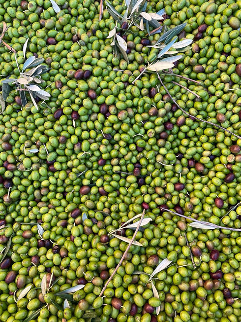 16.9 oz Cru di Cures Extra Virgin Olive Oil - DOP Sabina, Lazio