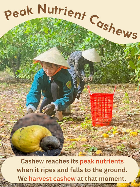 Gold Cashew 17.64 oz (Pack 1) Cashews Roasted Lightly Salted - Snacks for Adults, Whole Nut (No Mixed), Oil Free, Farm