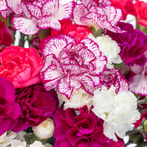 (20 Benchmark Bouquets Mini Carnation Bouquet Mothers Day Flowers for Delivery Pink White Purple Mini Flowers Fresh